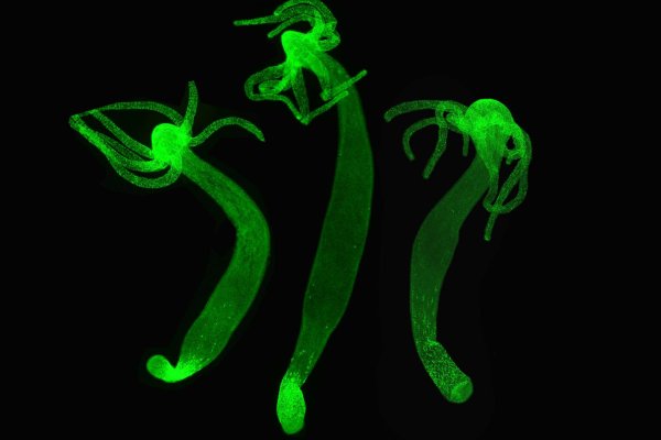 Hydra kraken